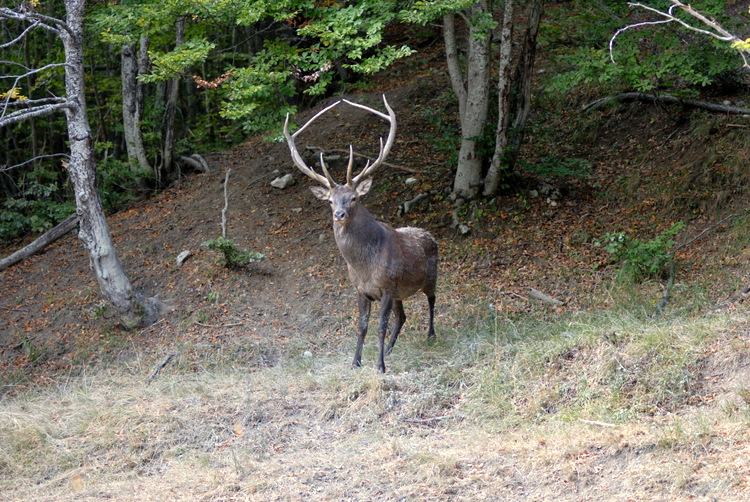 PASSIONE PER IL CERVO